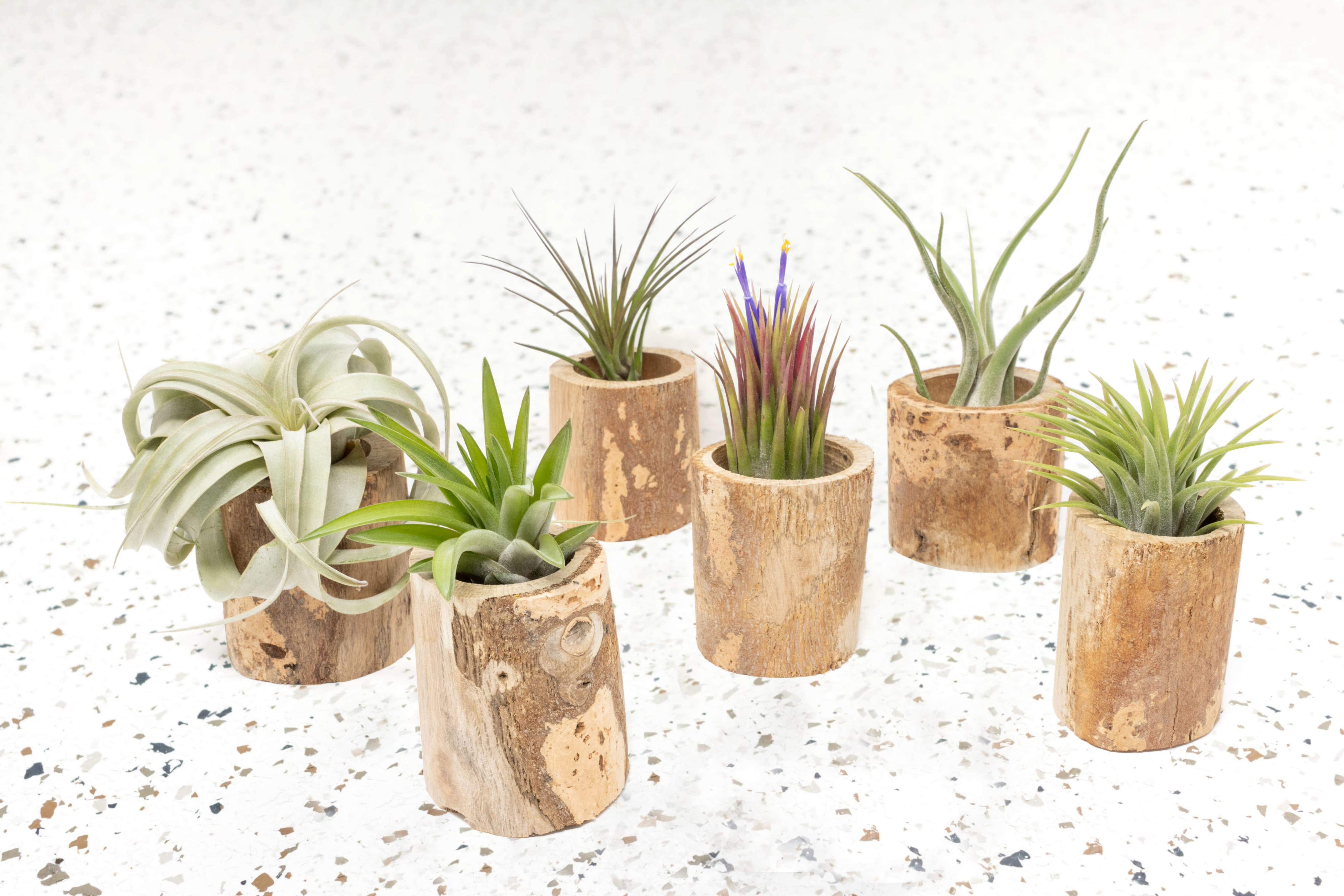 Wholesale - Small Wooden Driftwood Containers with Assorted Air Plants