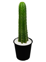 Full, high angle view of Echinopsis pachanoi (San Pedro Cactus), featuring tall, columnar stems with a vibrant green hue. The plant thrives in full to part sun, growing up to 6-15 feet tall and 3-5 feet wide. Hardy in USDA zones 8-11, it requires minimal water once established.