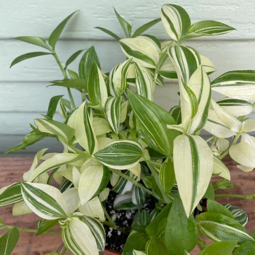 Tradescantia Green Yellow Wandering Dude Plant Plug (Tradescantia fluminensis) – Vibrant Indoor Houseplant – Easy-Care Trailing Plant