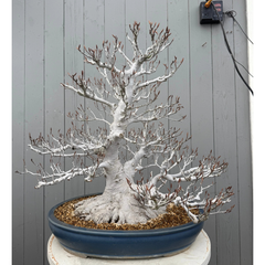Fagus crenata