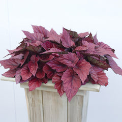 Begonie Inca Flame - Bakker