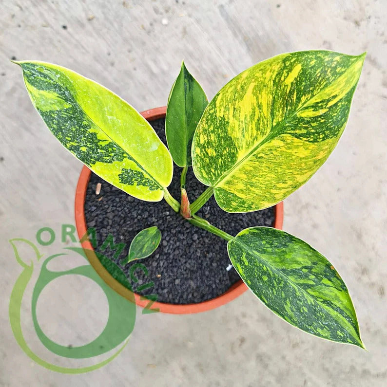 Philodendron Green Congo Marble Variegated