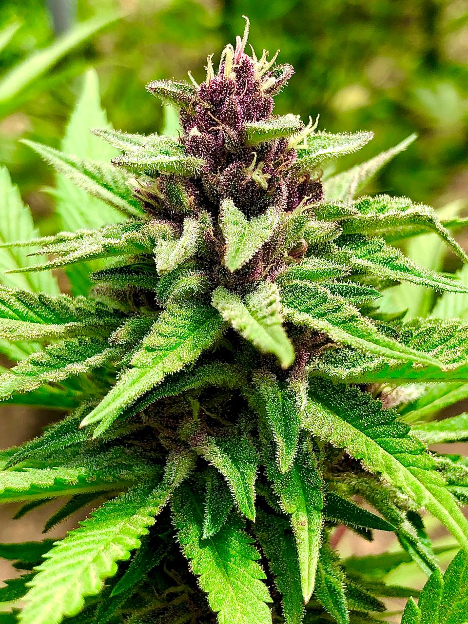 TROPIPURPLE