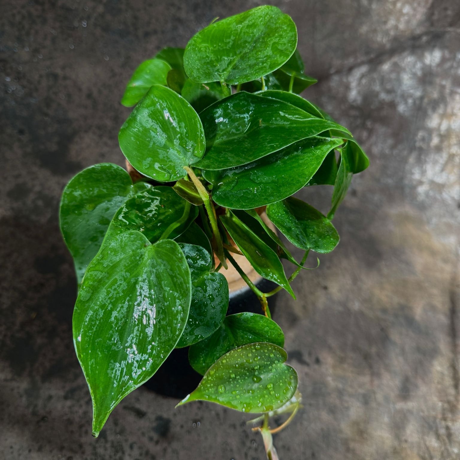 Philodendron