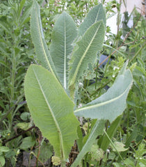Wild lettuce Lactuca virosa
