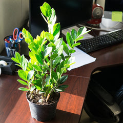 A potted ZZ Plant placed on a wooden desk next to a computer setup and a window.