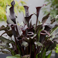 Zantedeschia Memories Calla Lily Flower Seeds – Heirloom Non-GMO Seeds for Planting, High Germination Organic Garden Seeds