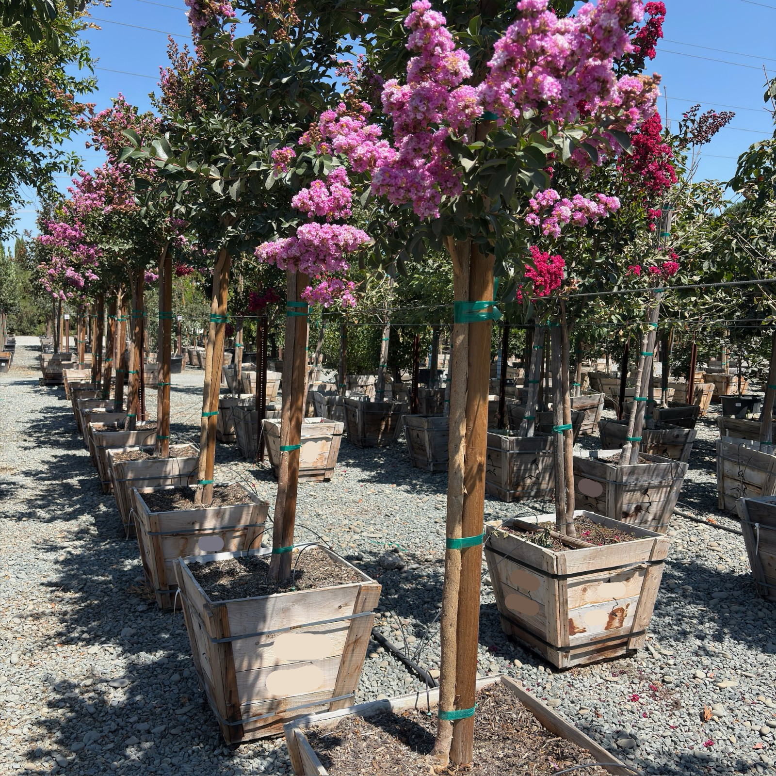 Zuni Crape Myrtle