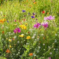 Dry Area Wildflower Seed Mix|Dry Area Wildflower Seed Mix, Alyssum, Cosmos, Coreopsis, Red Poppy