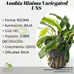 Anubias MInima Variegated