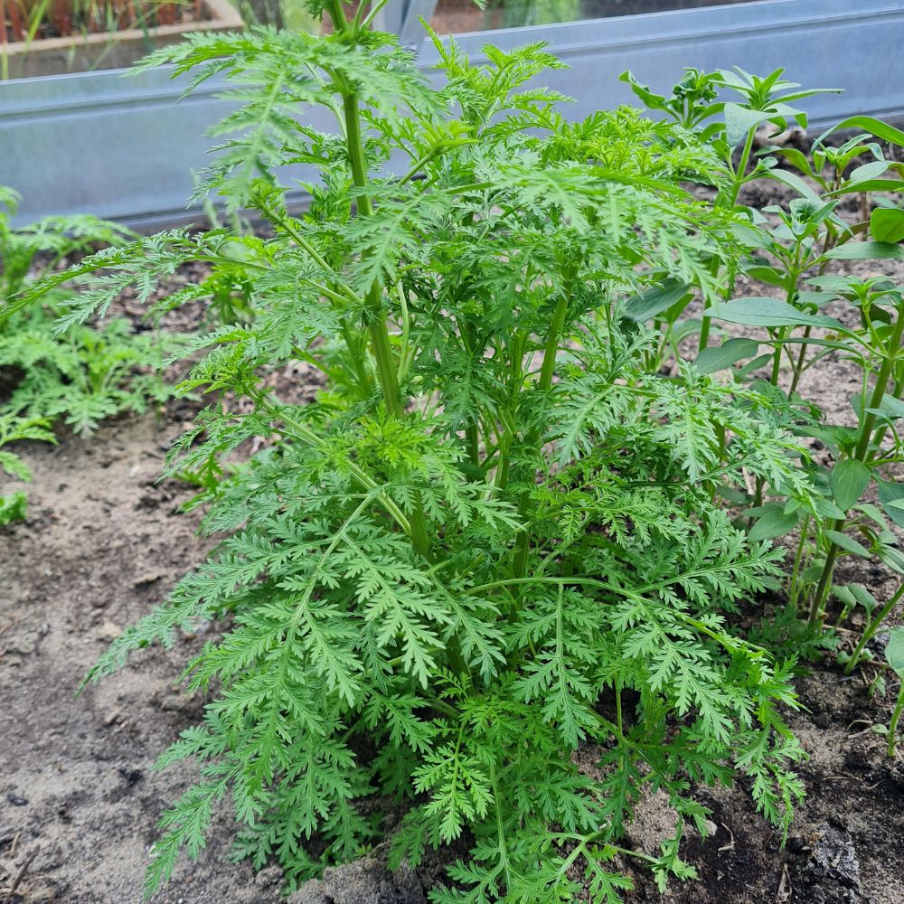 BIO Artemisia annua Saatgut – samenechter einjähriger Beifuß aus kontrolliert biologischem Anbau für Heilkräuter-Garten oder Balkon