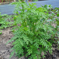 BIO Artemisia annua Saatgut – samenechter einjähriger Beifuß aus kontrolliert biologischem Anbau für Heilkräuter-Garten oder Balkon
