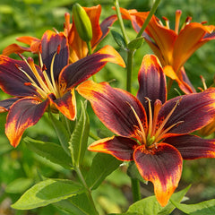 Forever Susan Asiatic Lily|Asiatic Lily 'Forever Susan'