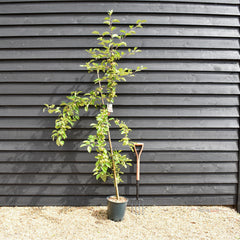Crab apple | Malus Gorgeous - 160-180cm - 12lt