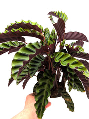 Calathea „Velvet Glory“ große Größe