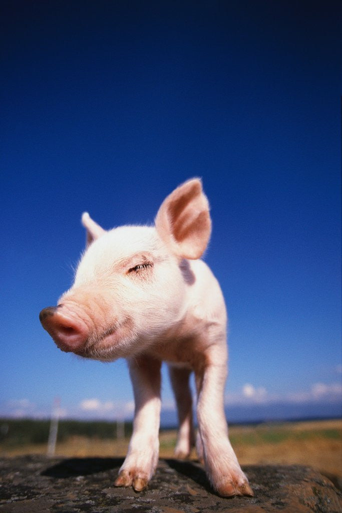 Piglet