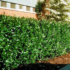 Peking Cotoneaster (Cotoneaster acutifolius), a shrub featuring pink, white flowers and deciduous.