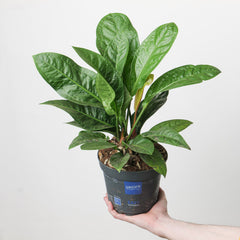 Anthurium Crassinervium 'Karma Birdnest' Plants GrowTropicals