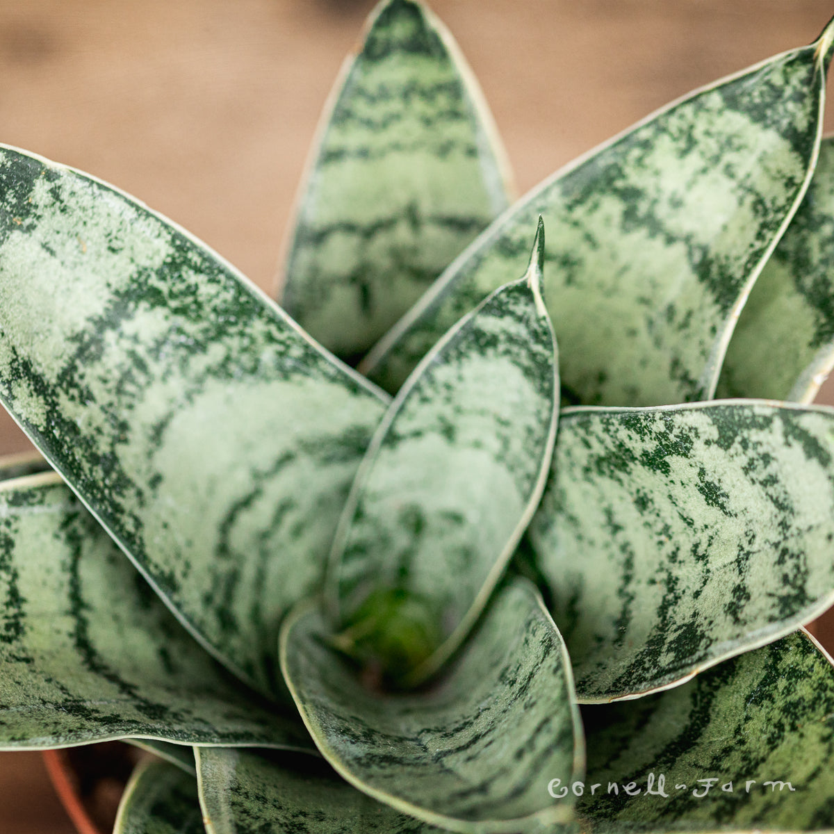Sansevieria hahnii 4in Birds Nest Assorted snake plant
