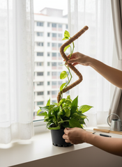 Bendable Moss Pole