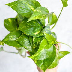 Close-up of Golden Pothos leaves with marbled green and yellow variegation in a nursery pot.