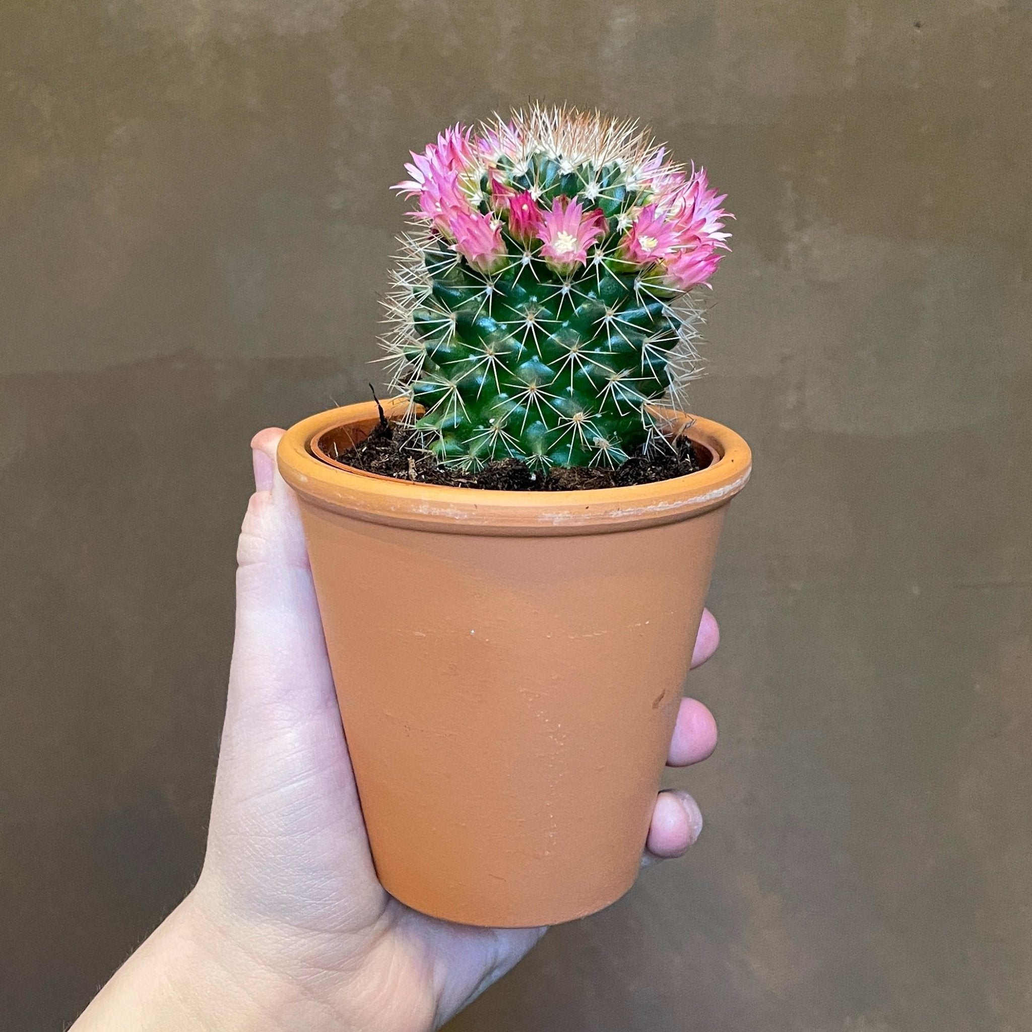 Flowering Cactus (with terracotta pot) - grow urban. UK