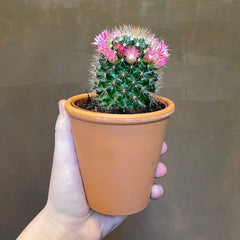 Flowering Cactus (with terracotta pot) - grow urban. UK