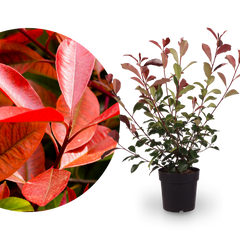 Glanzmispel 'Red Robin'