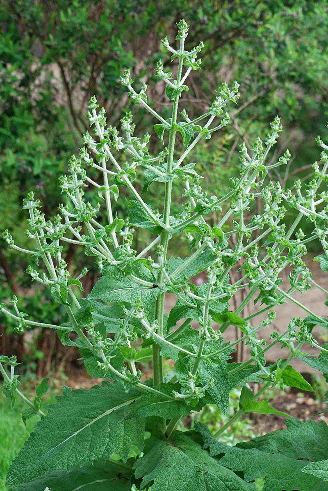 Graines de Chia, Salvia hispanica