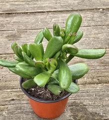 Jade Plant 5 Inch Gollum Jade Crassula ovata - Lucky Plant, Money Plant, Dollar Plant, Succulent for Home Decor