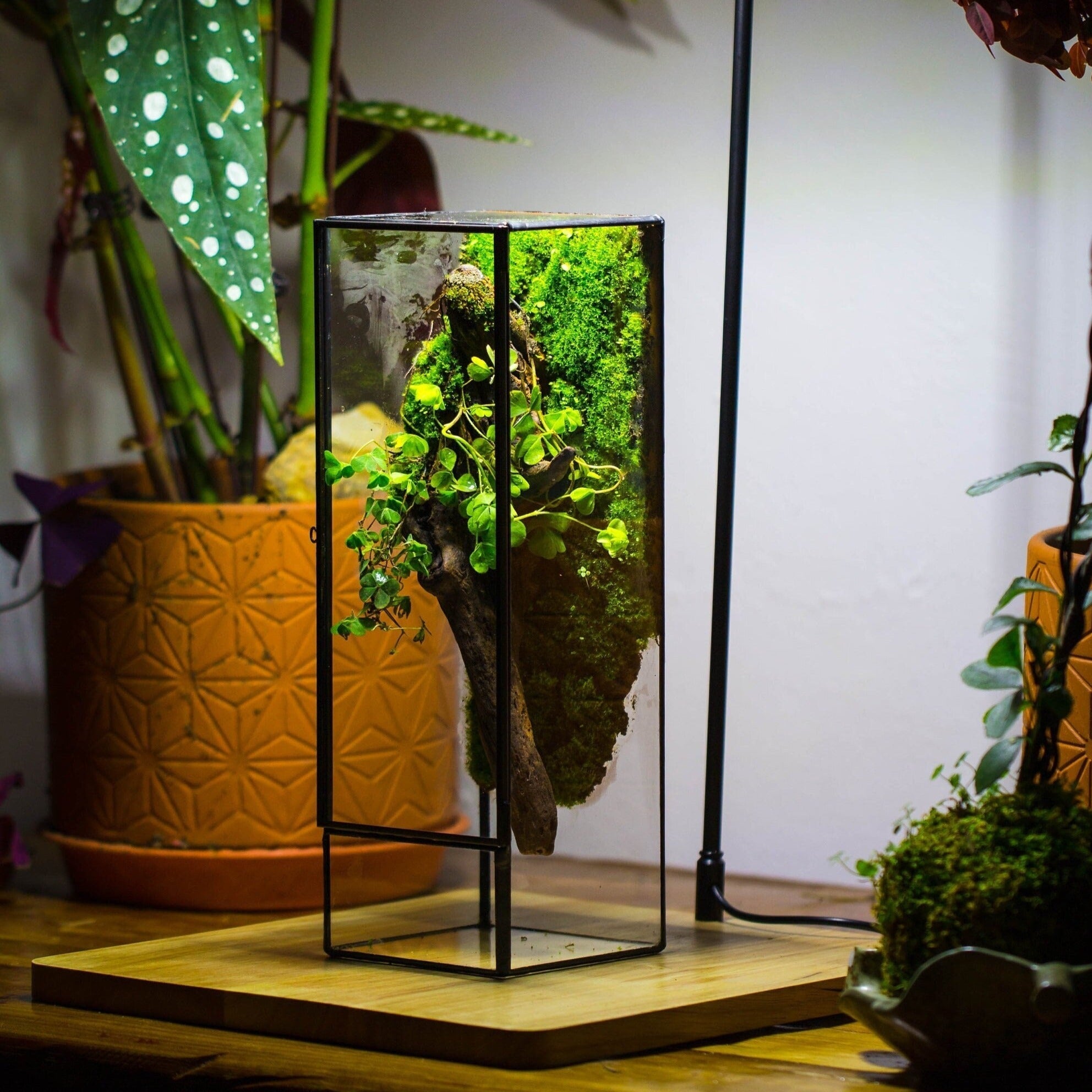 NCYP Close 11.8" Tall Geometric Glass Terrarium with Door, Tin Sealed Pillar, Planter for Moss Wall, Fern, Pitcher plants, tropical plants - NCYPgarden