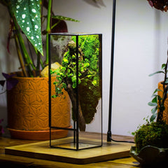NCYP Close 11.8" Tall Geometric Glass Terrarium with Door, Tin Sealed Pillar, Planter for Moss Wall, Fern, Pitcher plants, tropical plants - NCYPgarden