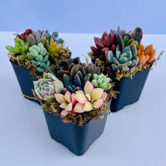 6 assorted mini succulents potted in a 2” nursery pot, colorful live mini succulent garden