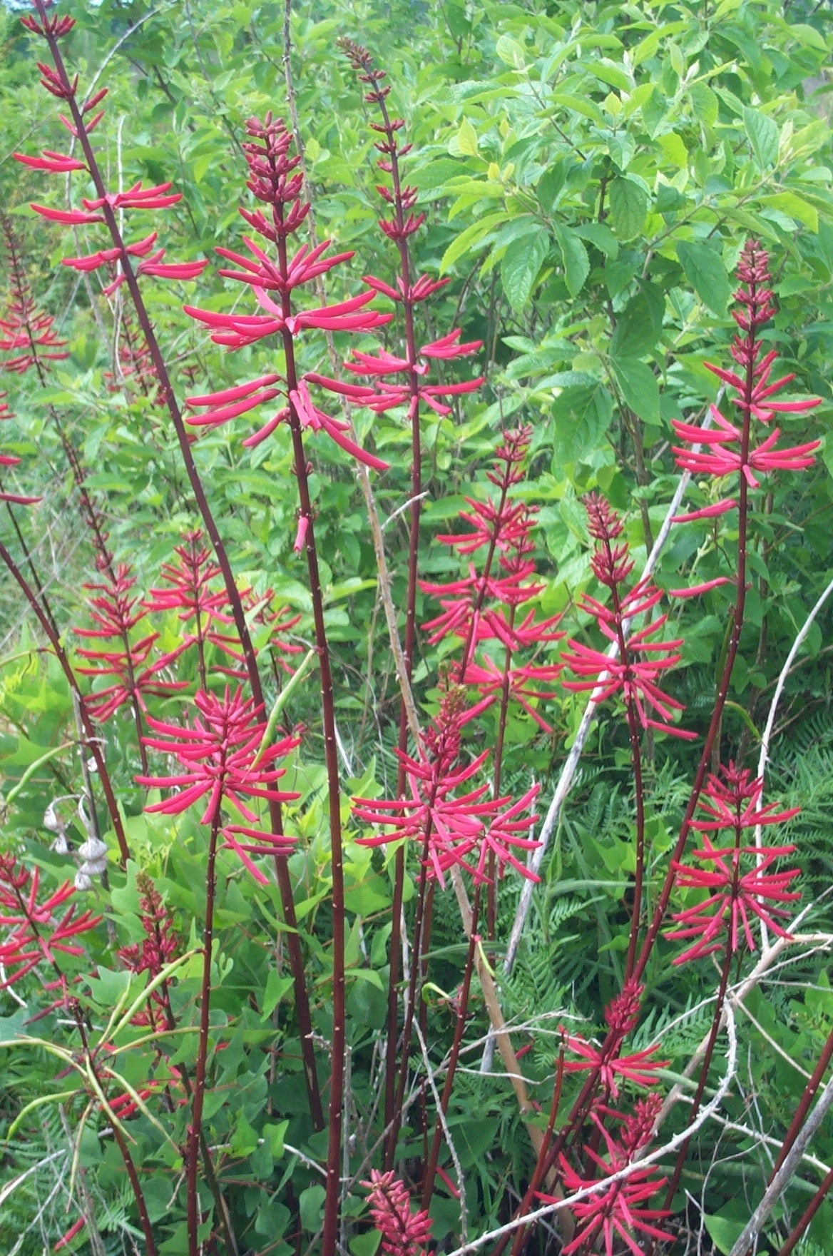 Coralbean - Native Gardeners