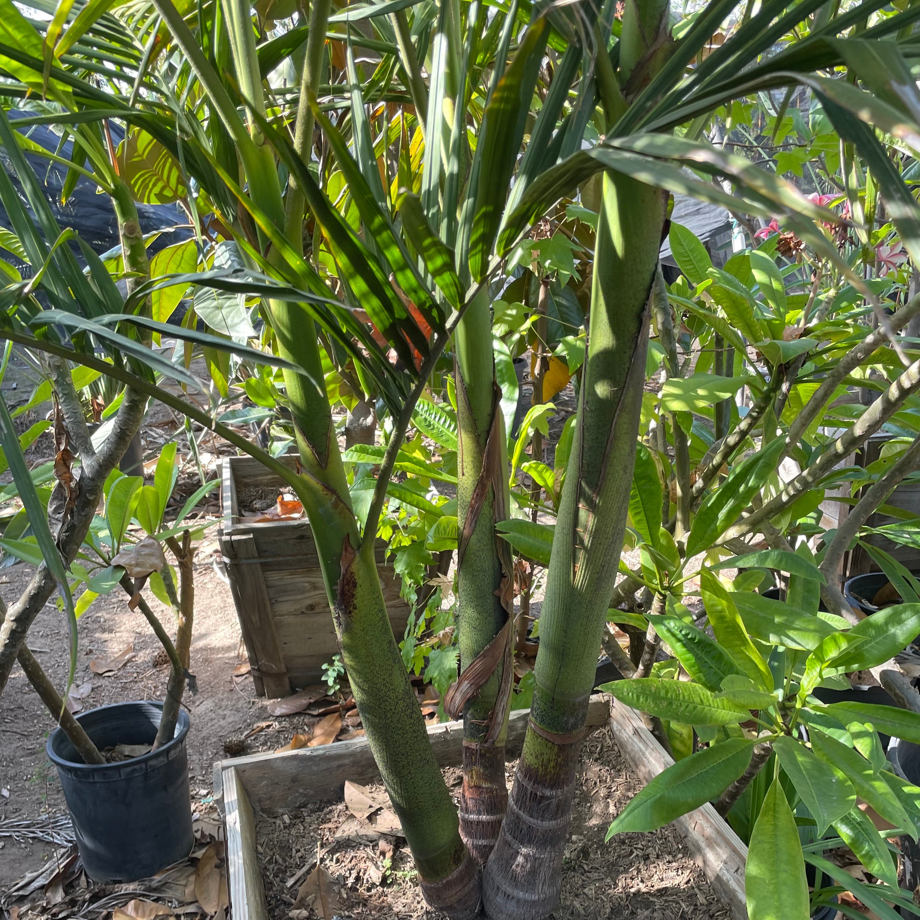 King Palm - C&J Gardening Center