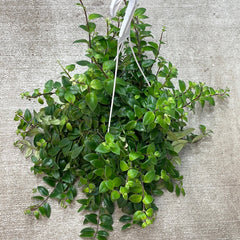 Aeschynanthus sp. variegata 8" - Variegated Lipstick Plant
