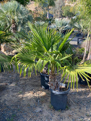 Trachycarpus fortunei