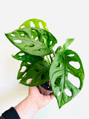 Monstera Adansonii 'Wide Form' - Swiss Cheese Plant - 4" Pot