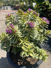 Hebe speciosa 'Variegata'