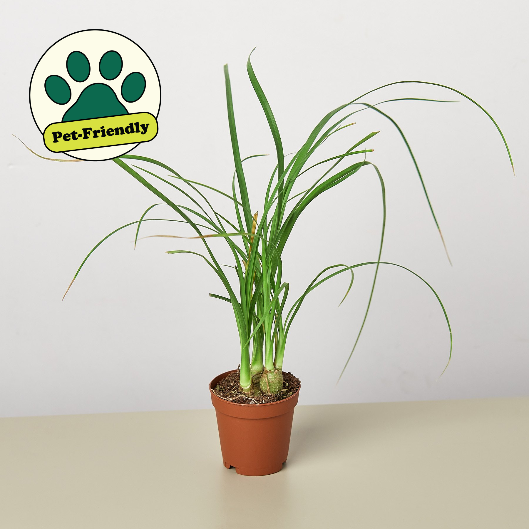 Palm Ponytail - House Plant Shop
