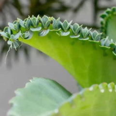 Kalanchoe Pinnata Air Plant Seeds for Indoor and Outdoor Gardening