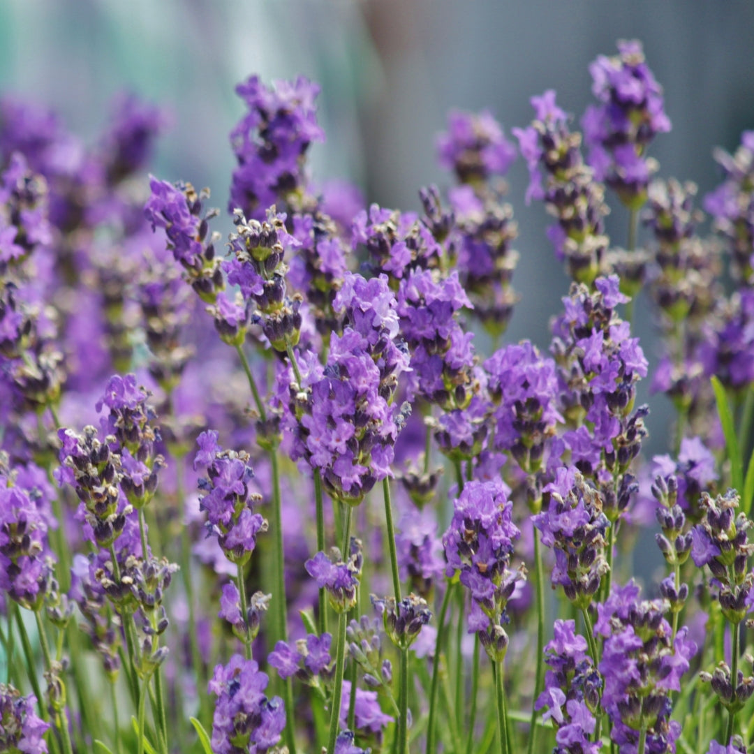 Lavandula x intermedia Sensational with silver foliage and long purple flower stems