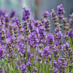 Lavandula x intermedia Sensational with silver foliage and long purple flower stems