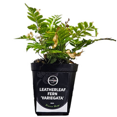 Leatherleaf Fern ‘Variegata’ (Rumohra adiantiformis)