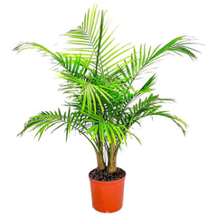 Majesty Palm