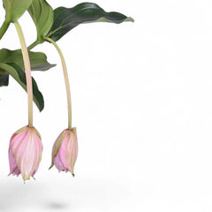 Nahaufnahme eines Blatts von Medinilla magnifica vor weißem Hintergrund.