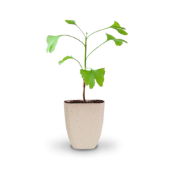 Mini-Ginkgobaum als Geschenkidee