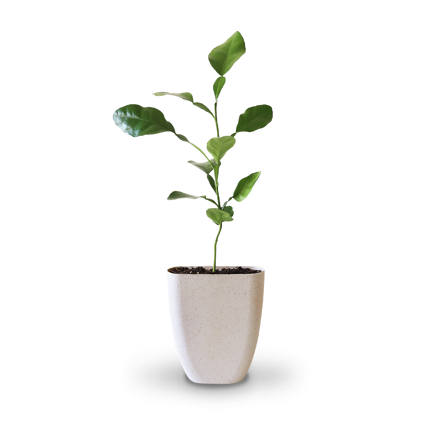 Mini-Kaffirlimette als Geschenkidee