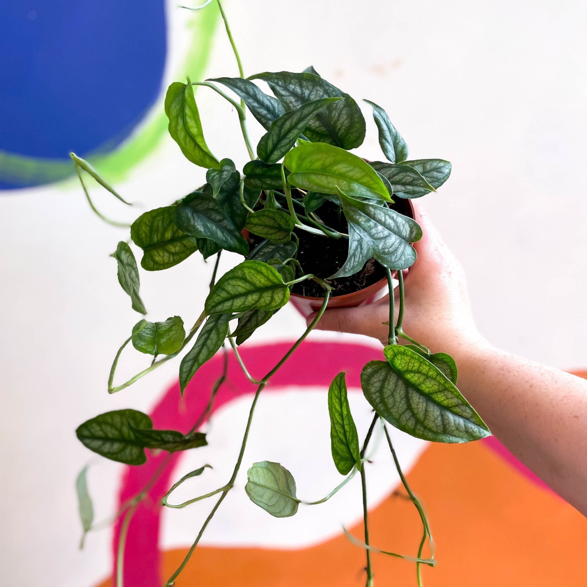 Monstera siltepecana - Sprouts of Bristol
