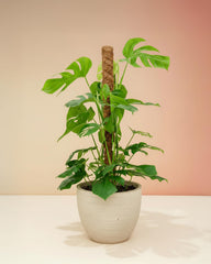 Large Monstera deliciosa XL mounted on a moss pole in a ceramic pot, featuring mature split leaves and vibrant green growth.